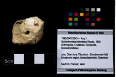Foto (Objekt + Etikett) von Goniodromites bidentatus (Reuss, 1858)  (NHMW-GEO-1990-0041-3243)